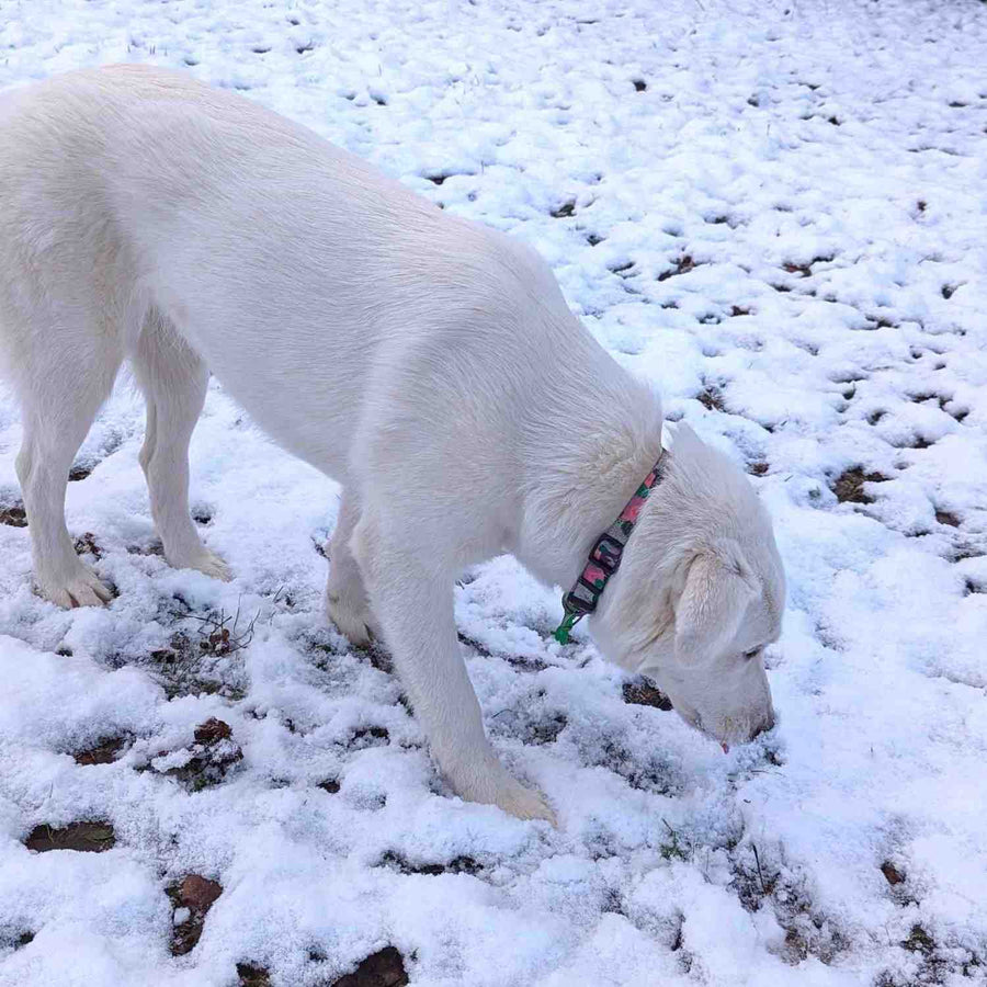chien blanc portant un collier vert et rose, collection cactus de la marque Goofy Goldens. On voit ici le chien reniflant la neige.