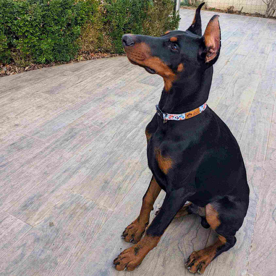 très beau chien doberman assis et portant un collier printemps regardant son humain