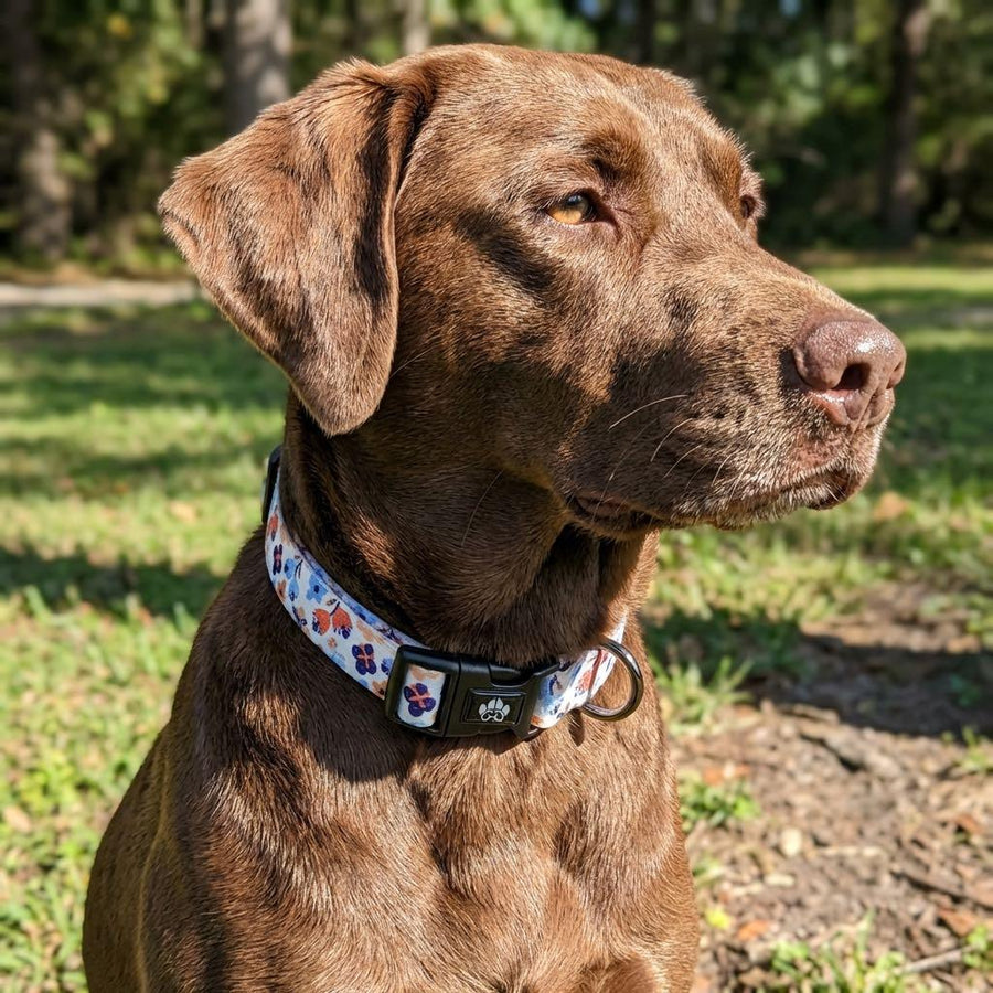 Au milieu de la nature, un chien vu de profil arbore un collier blanc de la collection Printemps, décoré de fleurs orange et bleues.