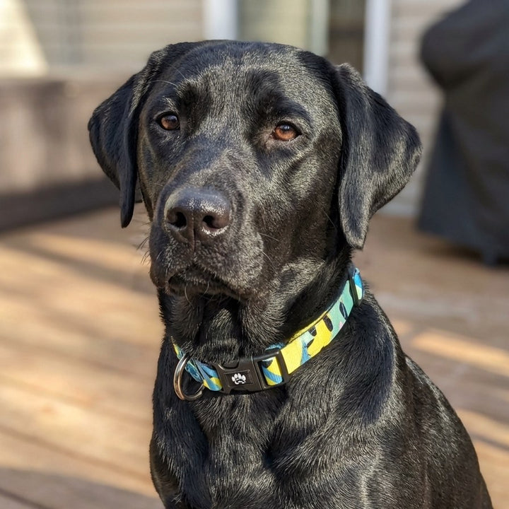 Collier pour chien Récif