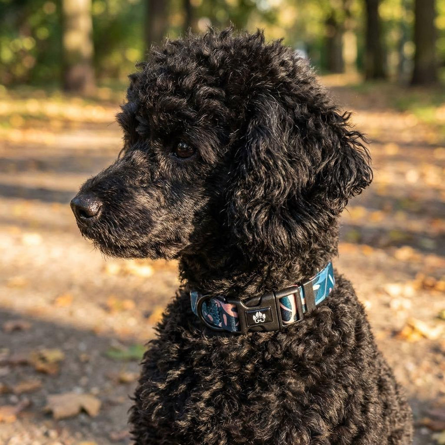 Dans un parc un chien au pelage noir porte un collier issu de la collection Savane, aux teintes mêlées de marron, de vert et de beige.