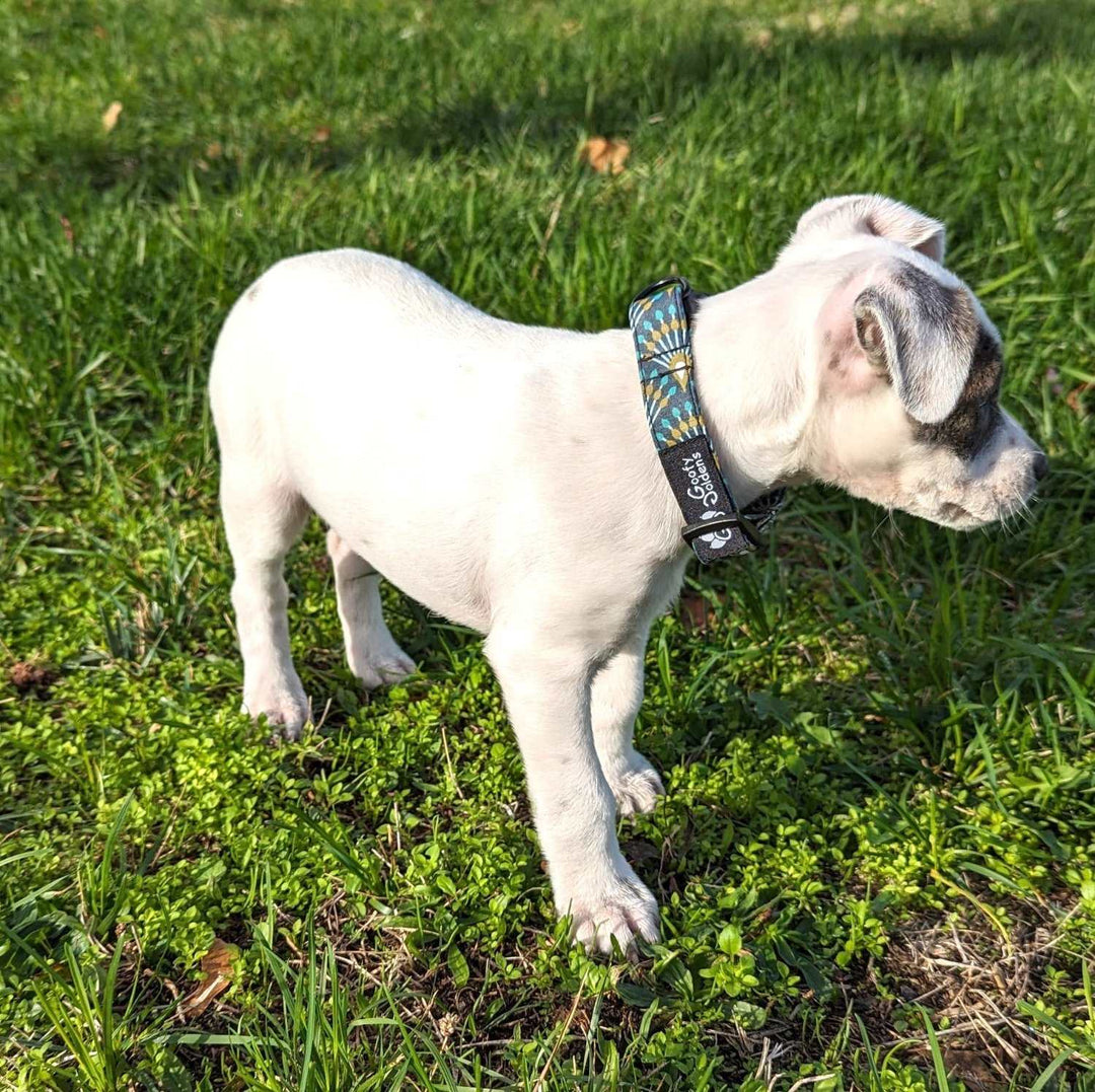 Dog collar Peacock 