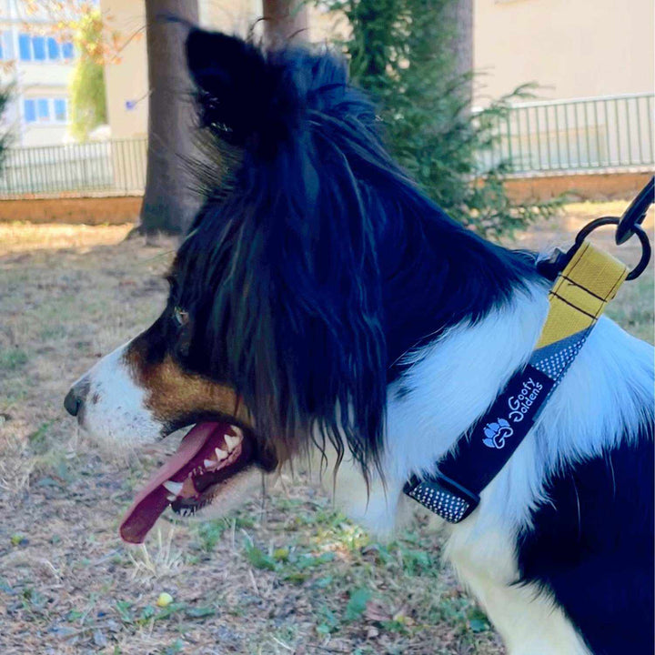 Collier tissu pour chien Elégant