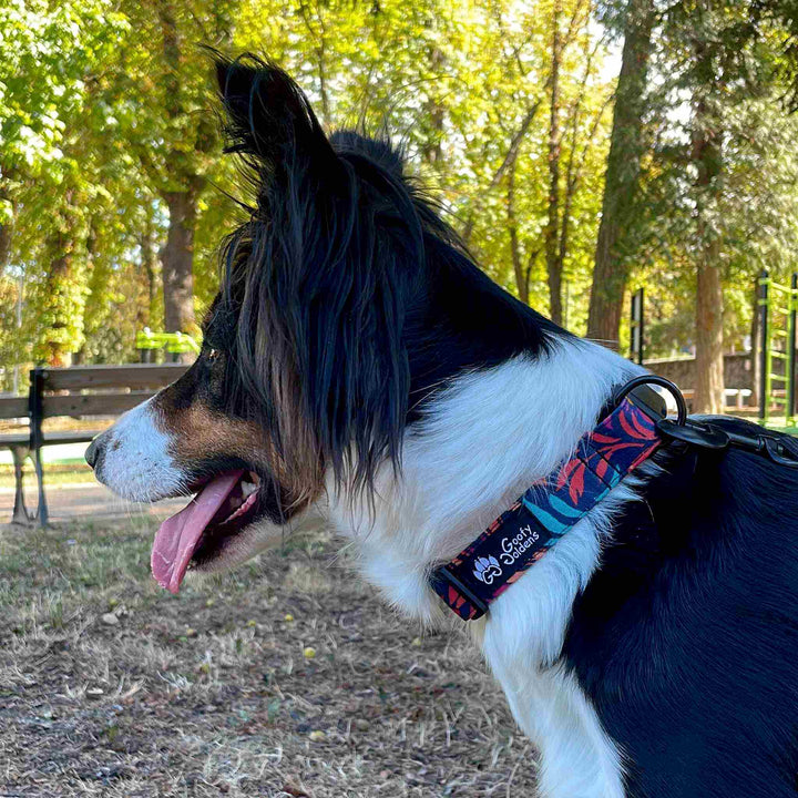 Collier tissu pour chien Envoûtant