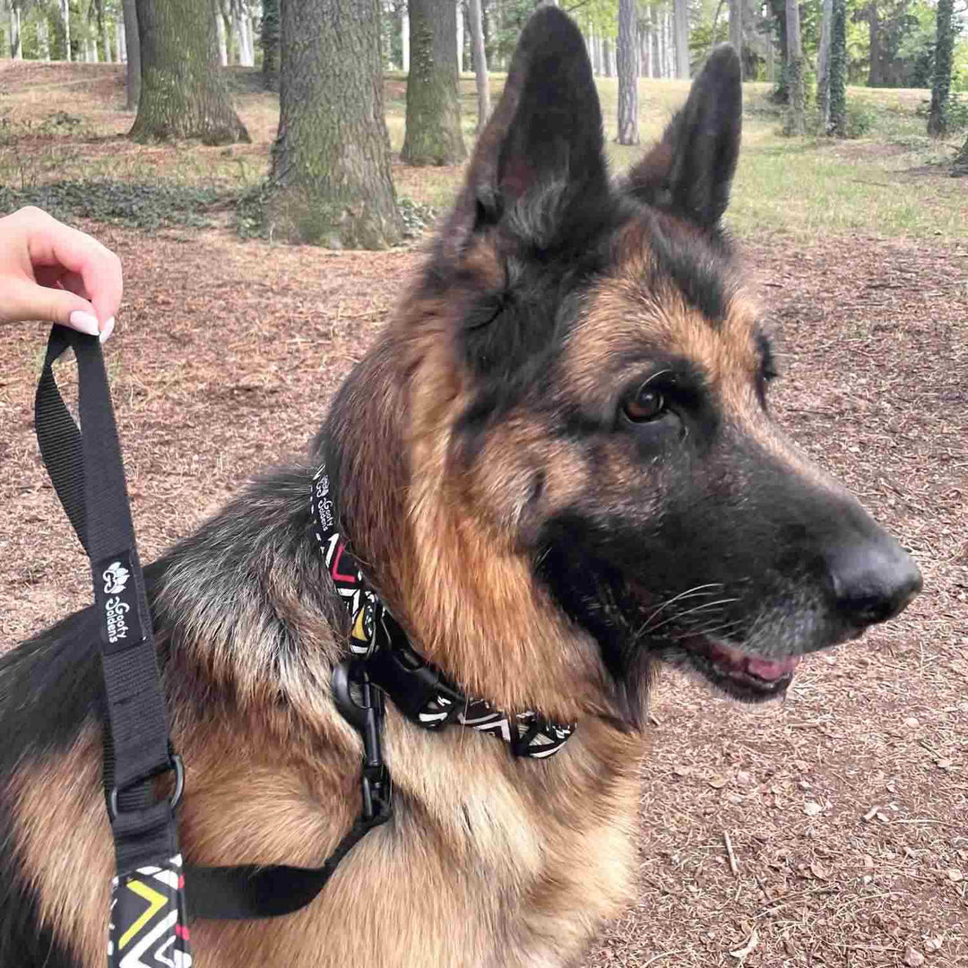 Collier tissu pour chien Aztèque