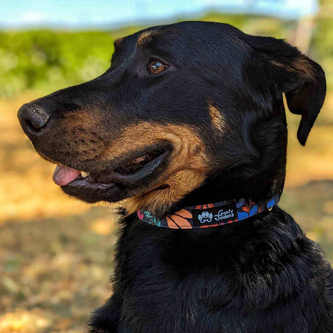 Collier tissu pour chien Envoûtant