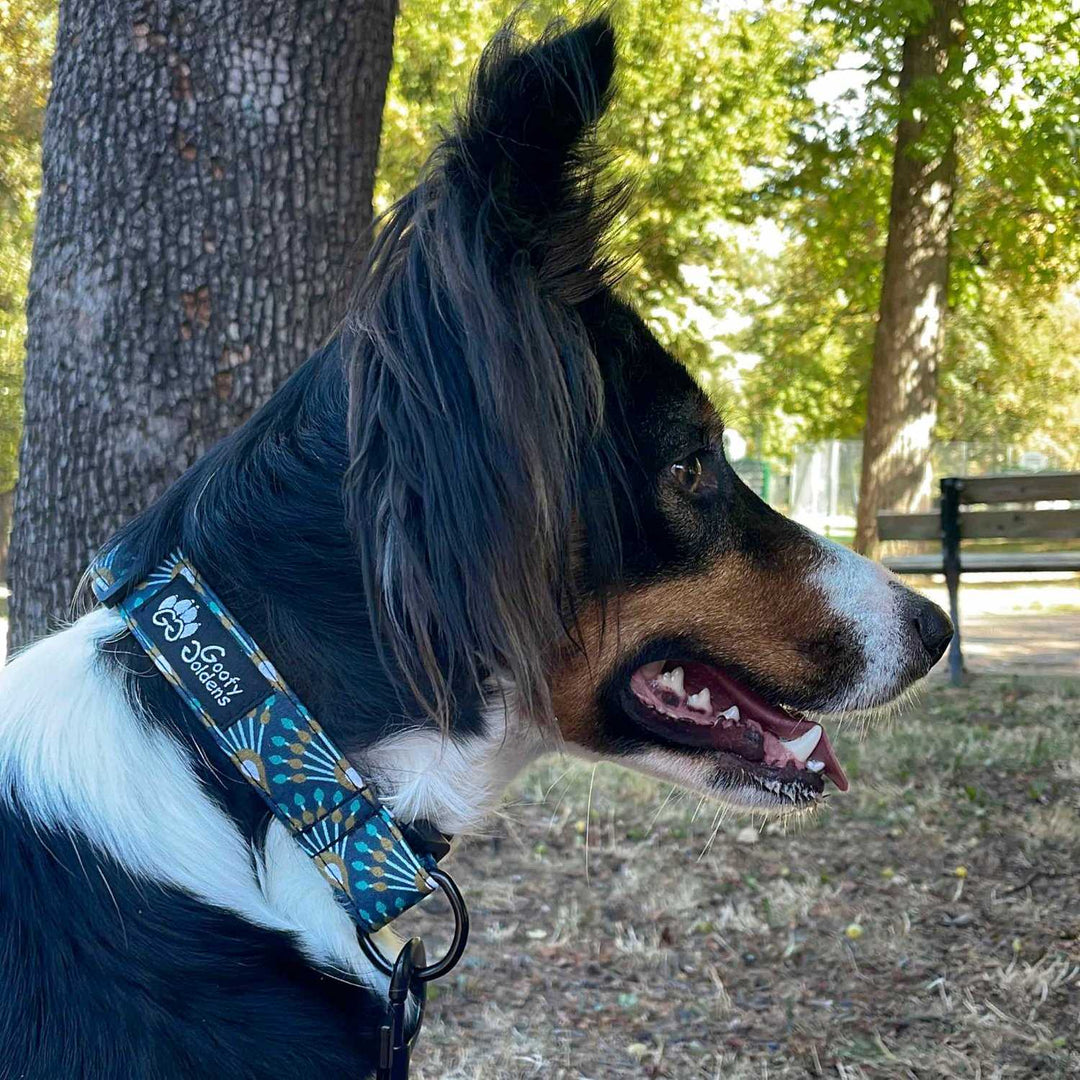 Dog collar Peacock 