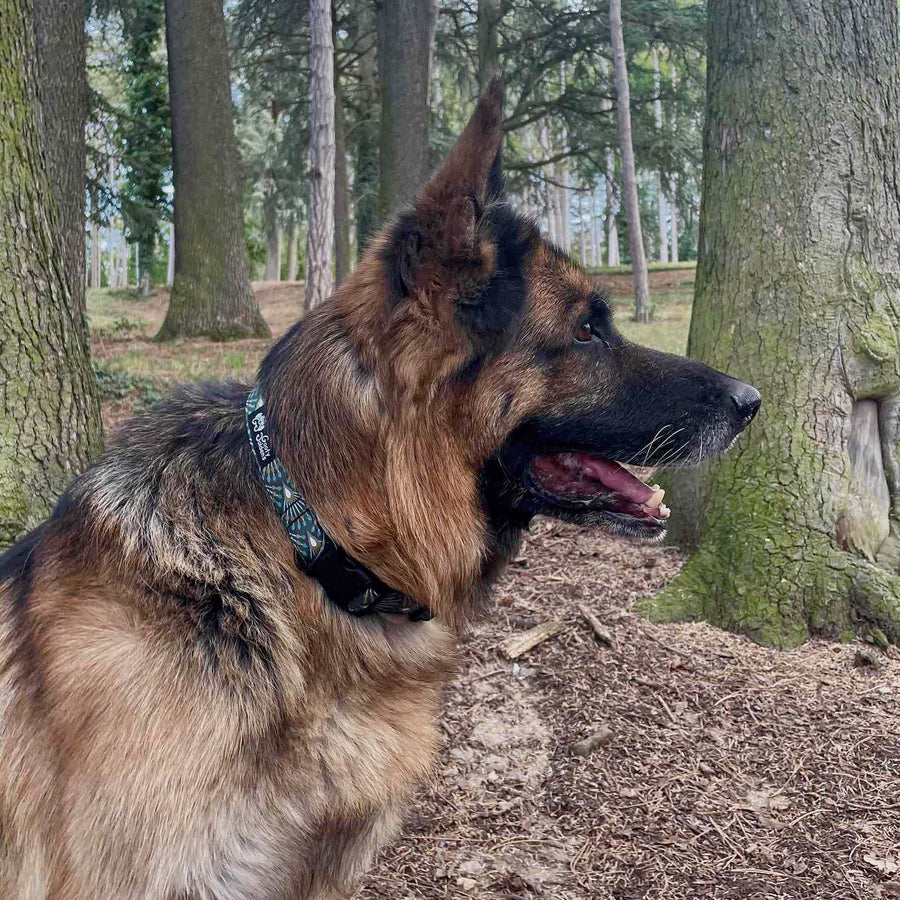Collier chien en tissu coloré et tendance de la collection Paon porté par un beau Berger allemand souriant