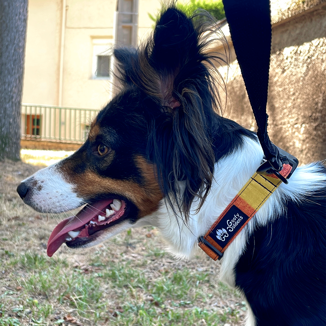 Border collie portant le collier tendance et coloré pour chien en tissu de la marque Goofy Goldens. Collection Summer . 