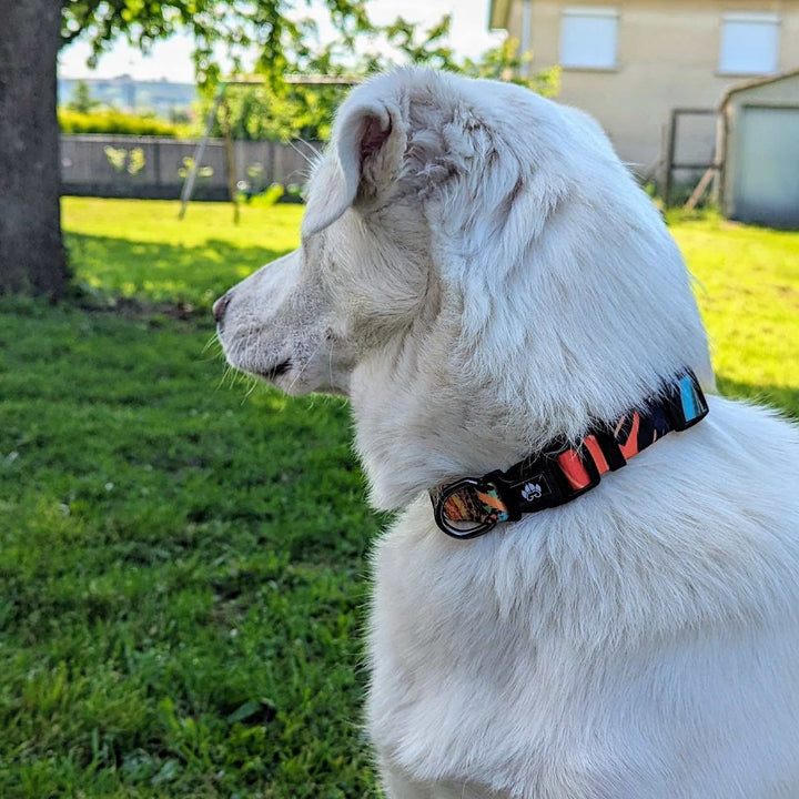 Collier chien Tropical coloré et original aux couleurs orange noir bleu et vert porté par un chien blanc qui regarde au loin. On voit le collier de dos