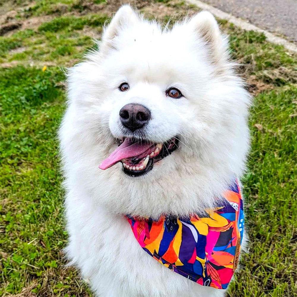 chien blanc tirant la langue portant le bandana de la collection panache de chez Goofy Goldens