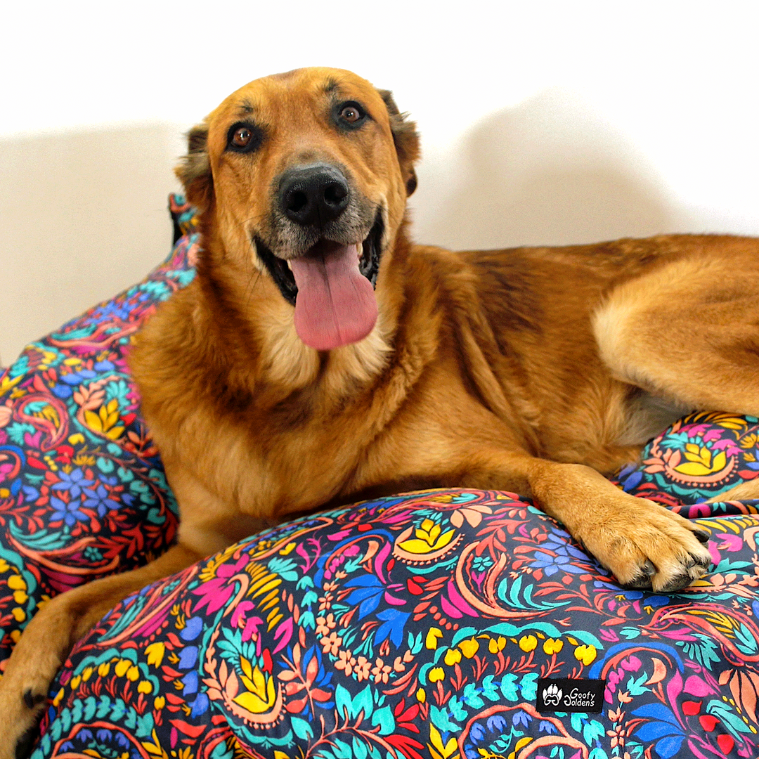 Gros chien souriant et regardant l'objectif. Il est couché sur un coussin pour chien de taille XL de la collection Envoutant