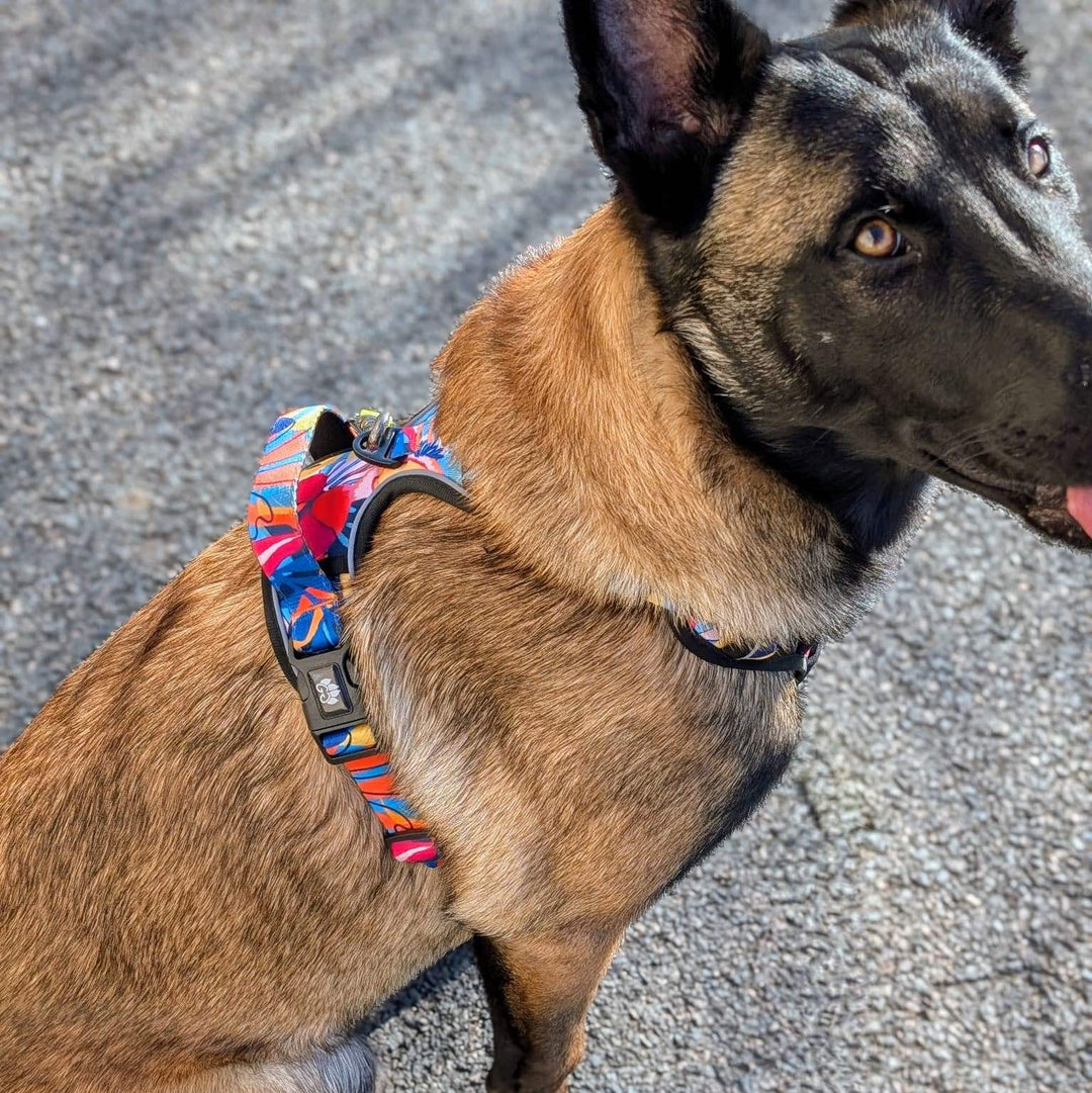 Chien assis de profil qui porte un harnais anti-traction Lagon aux mélanges de couleurs bleu, rouge, orange, jaune et noir