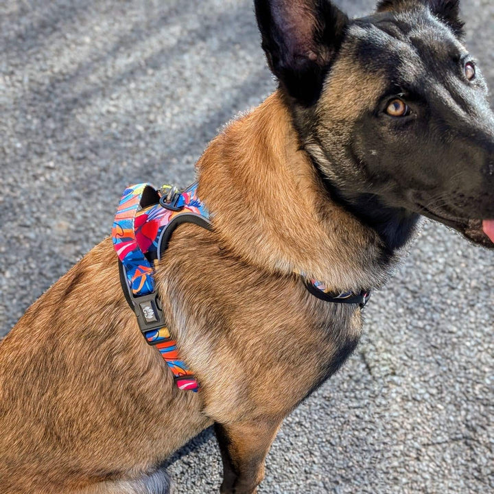 Chien assis de profil qui porte un harnais anti-traction Lagon aux mélanges de couleurs bleu, rouge, orange, jaune et noir