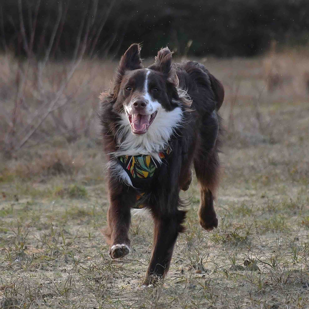 No-Pull Dog Harness Tropical