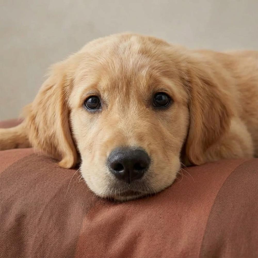 Dog cushion Fall