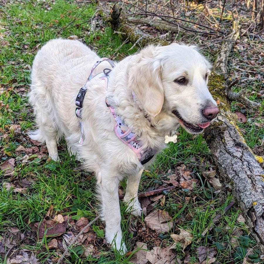 Harnais chien Pastel rose bleu et vert porté par un golden retriever blanc pdebout et souriant lors d'une balade