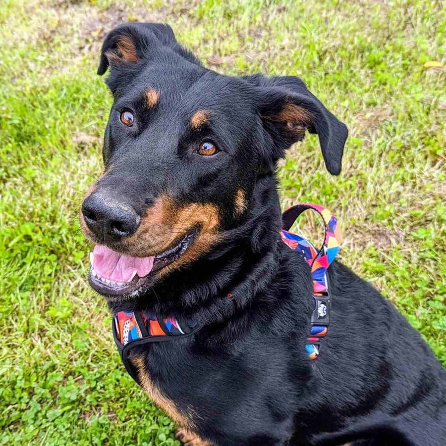 Superbe beauceron vu de profil portant le harnais pour chien Panache aux couleurs petillantes bleu, fuschia, orange et jaune
