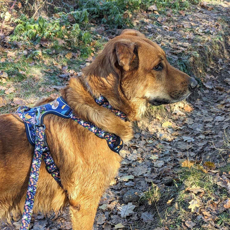 Beau chien croisé malinois beauceron portant un collier et harnais bleu marine avec motifs colorés