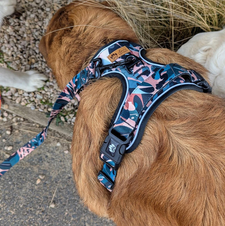 Vu d'un chien de dos portant le harnais anti-traction et laisse Savane aux couleurs beige, marron et vert.