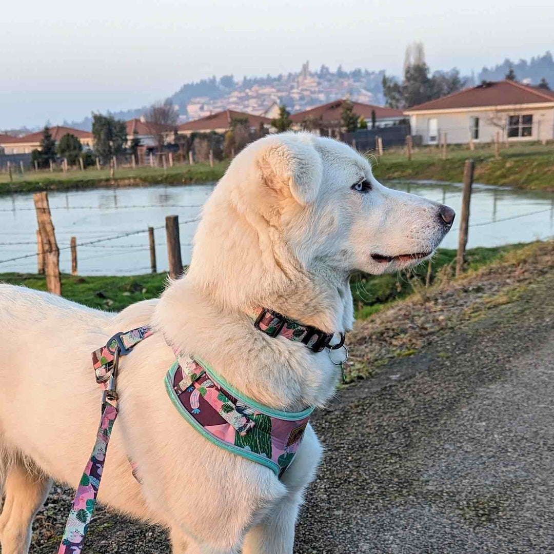 Chien blanc portant un ensemble  collier, harnais et laisse solides et confortables de la gamme cactus de la maque Goofy Goldens. 