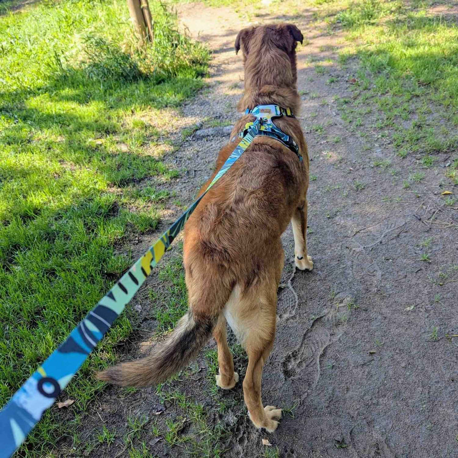 Ensemble laisse et harnais de la collection Récif, noir, jaune, vert et turquoise porté par un chien marron de dos 