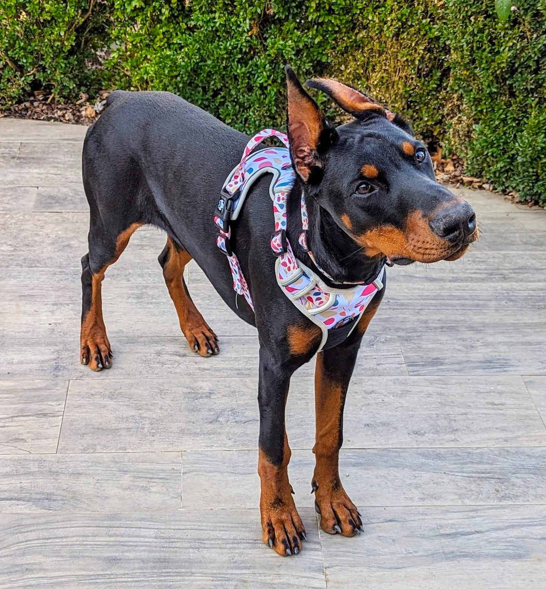 Jeune doberman noir portant un harnais anti-traction pour chien tendance et stylé de la marque Goofy Goldens.