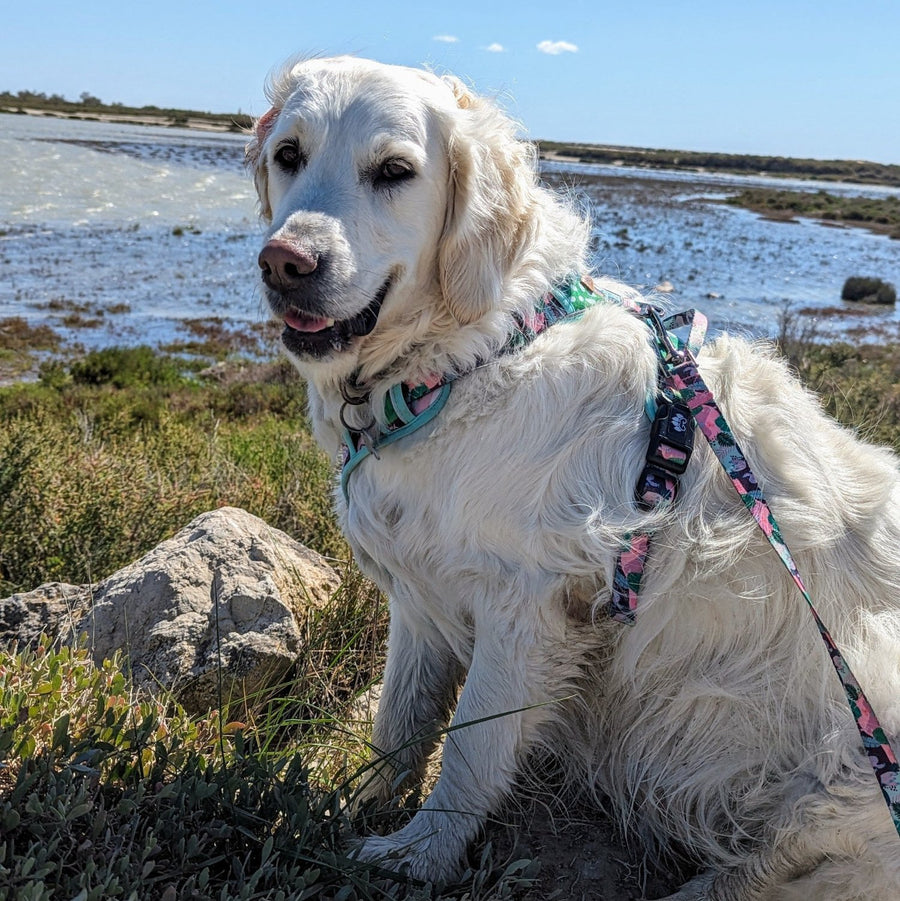 Chien Golden retriever blanc souriant et portant un joli harnais anti traction de la collection Cactus de chez Goofy Goldens