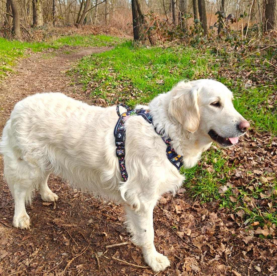 Superbe chien Golden retriever blanc portant un harnais anti traction pour chien bleu marine avec motifs de la gamme Deep Agua