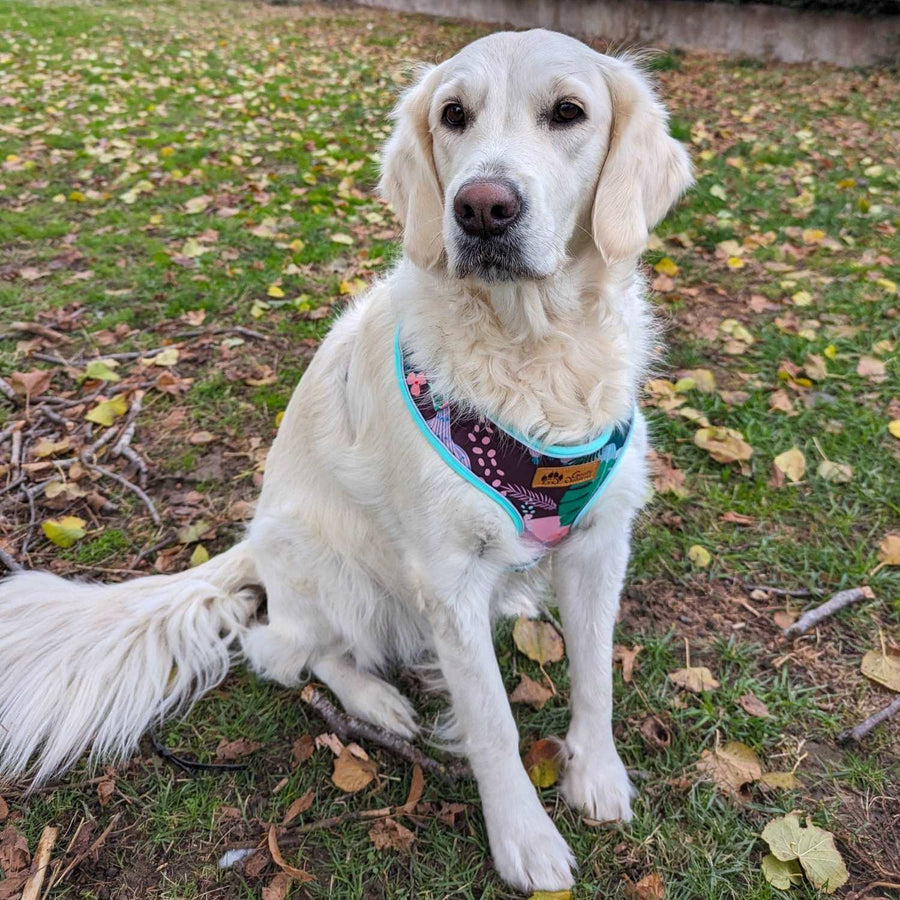 Golden retriever blanc assis et regardant l'objectif, portant un harnais classique coloré cactus 