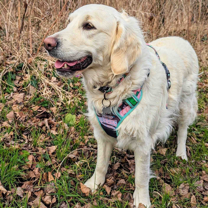 Beau chien blanc souriant et portant un superbe harnais confortable et réglable de la marque Goofy Goldens et de la collection Cactus