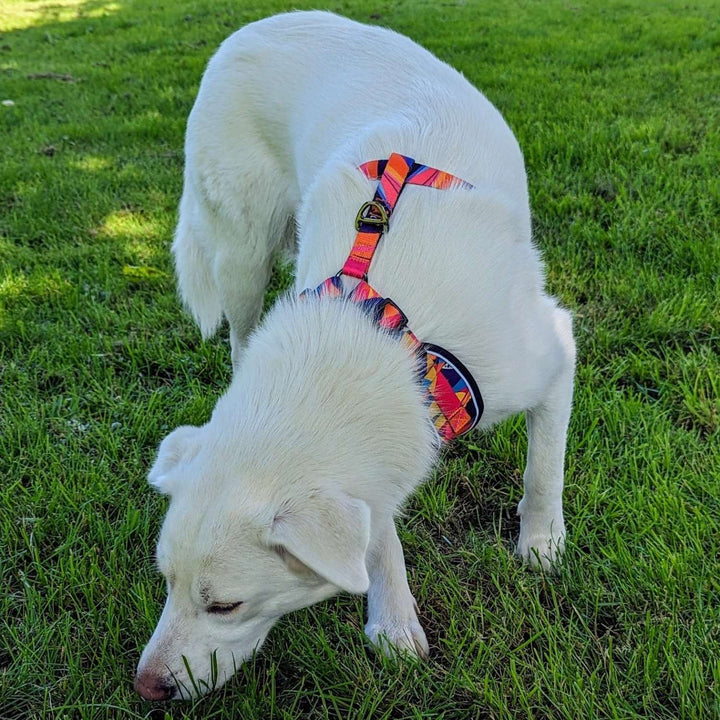 Harnais pour chien Panache aux motifs plumes jaune, orange, fuchsia, bleu et violet.