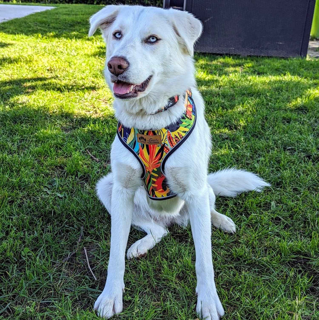 Dog Harness Tropical