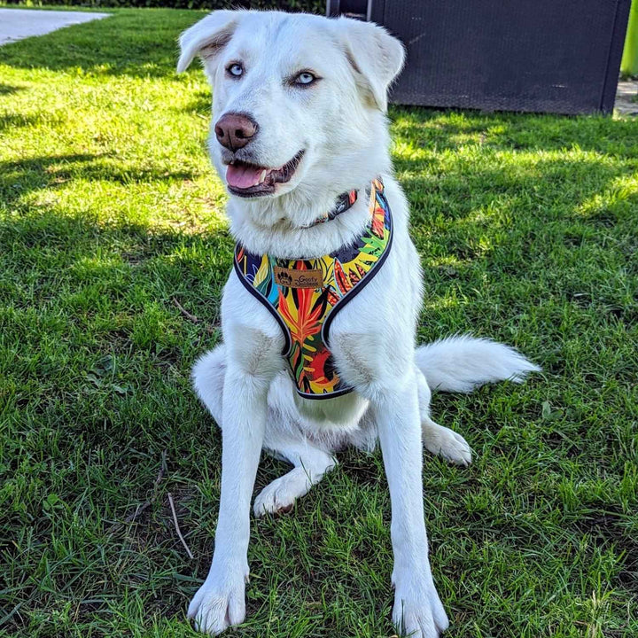 Dog Harness Tropical
