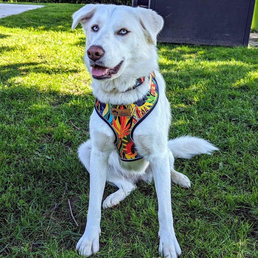 Chien blanc aux yeux bleus portant un ensemble coloré et original collier et jarnais classque de la gamme Tropical