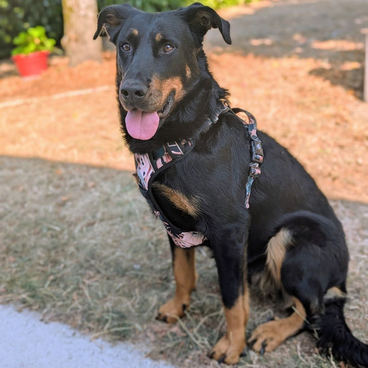 Harnais pour chien Confort en Y Savane