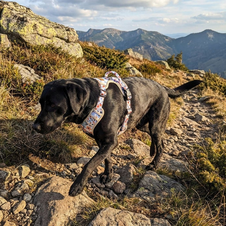 Un labrador marron chemine tranquillement à travers les sentiers montagneux, son harnais confort aux nuances de tons bleus et oranges sur fond blanc solidement en place.