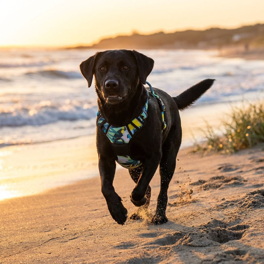 Sur la plage, un labrador noir profite d’une course dans le sable, harnais Récif coloré à son dos.