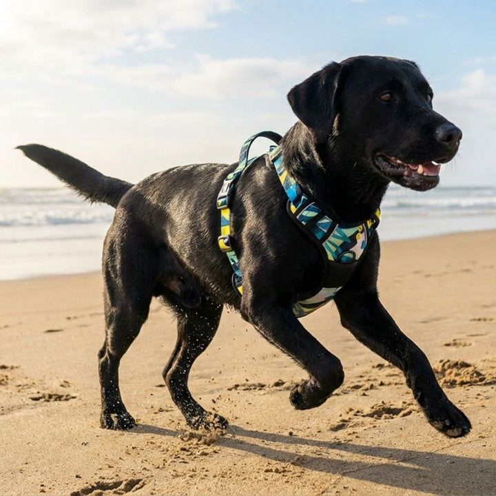 Sur le sable humide du bord de mer, un labrador noir s’amuse en courant, son harnais Récif coloré bien ajusté.