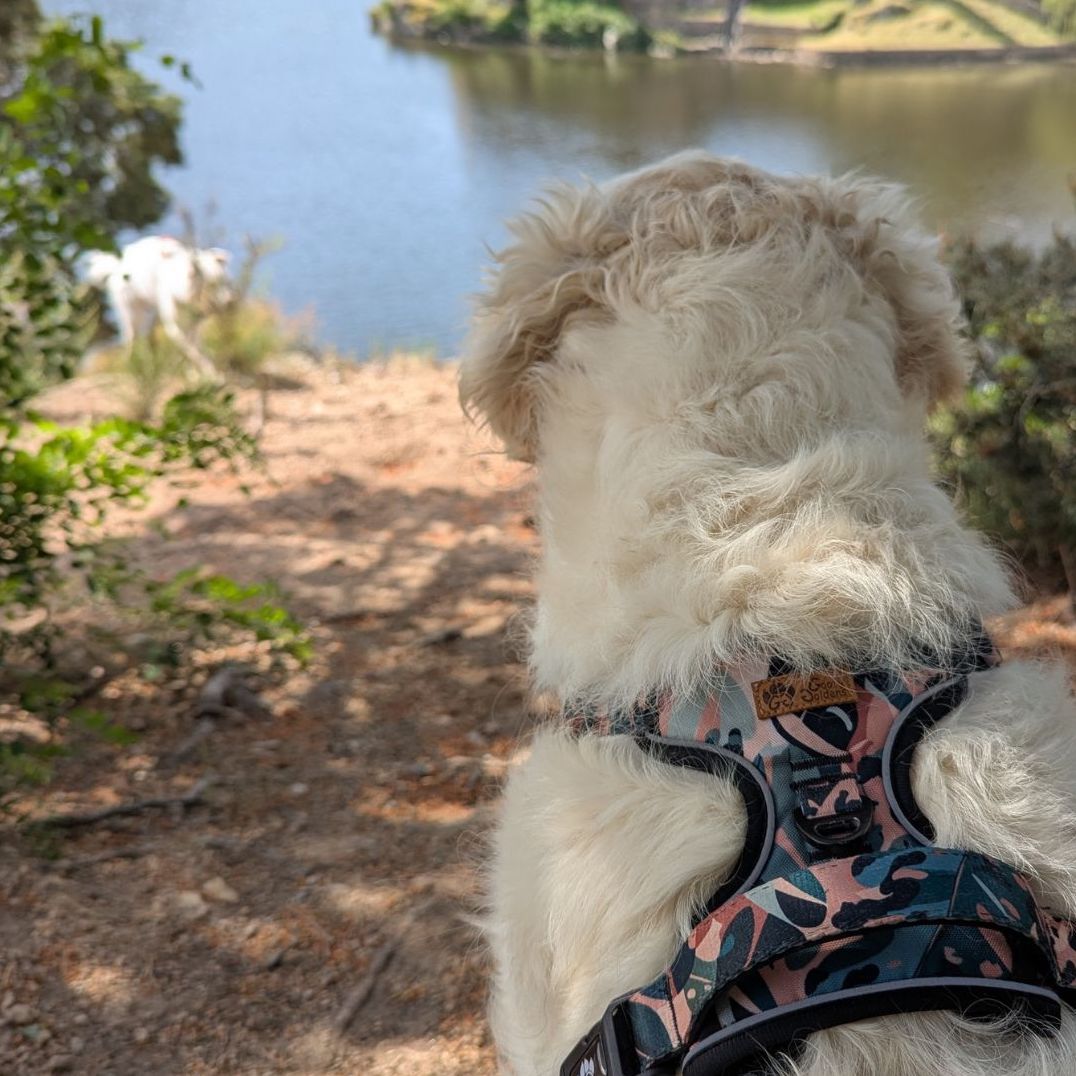 Chien blanc de dos portant le harnais anti-traction de la collection Savane aux couleurs ,marron,vert et beige.
