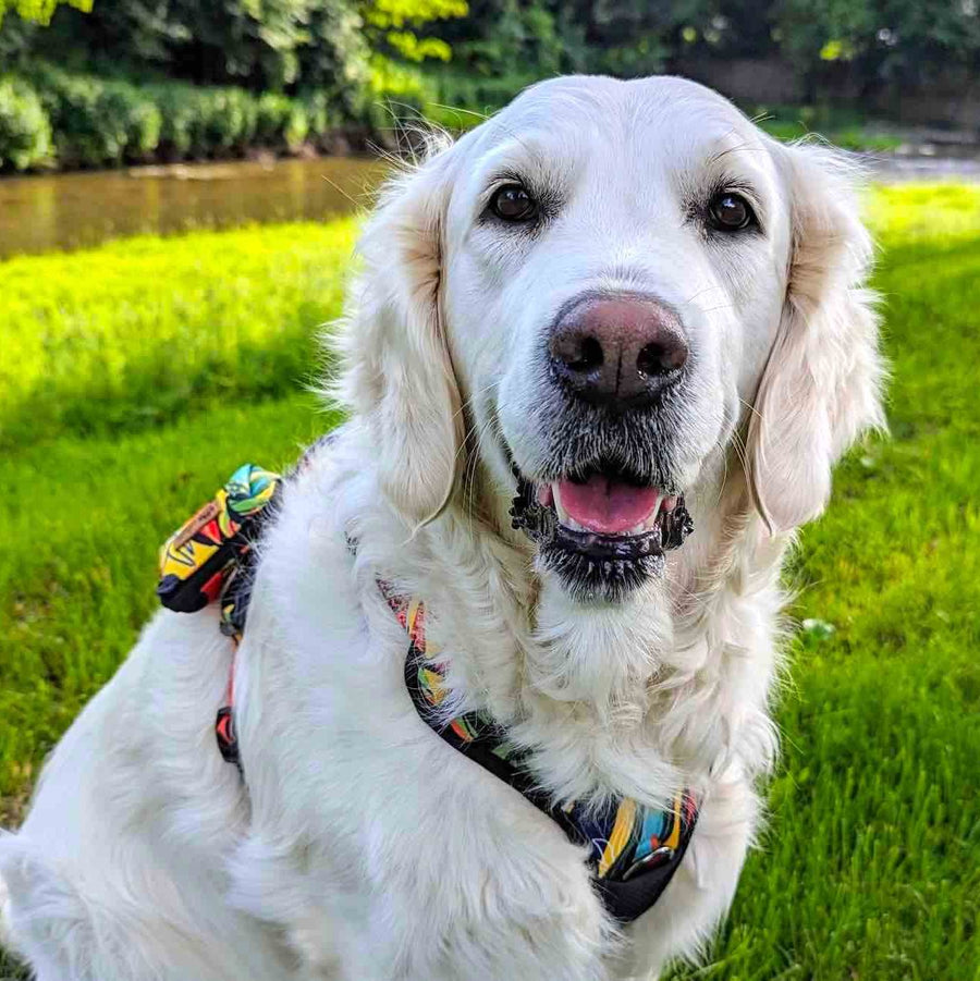 Un Golden Retriever au pelage blanc est assis dans l'herbe, au bord de l'eau, portant un harnais de la gamme Tropical, équipé d'une pochette à déjection.