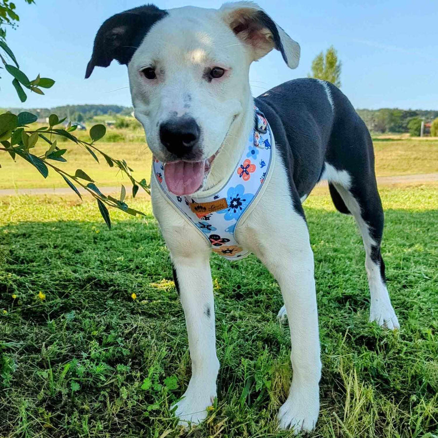 chien croisé staffie souriant et tirant le langue, debout et portant un harnais fleuri 