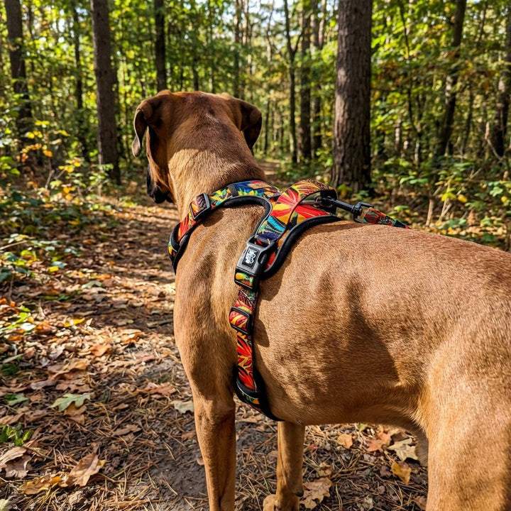Un chien marron, muni de son harnais confort Tropical coloré, se balade tranquillement dans la forêt.