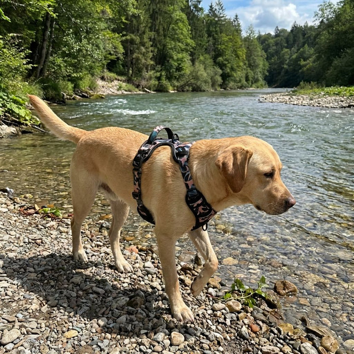Labrador beige de promenant le long d'une rivière doté de son harnais confort savane aux mélanges de marron, vert et beige .