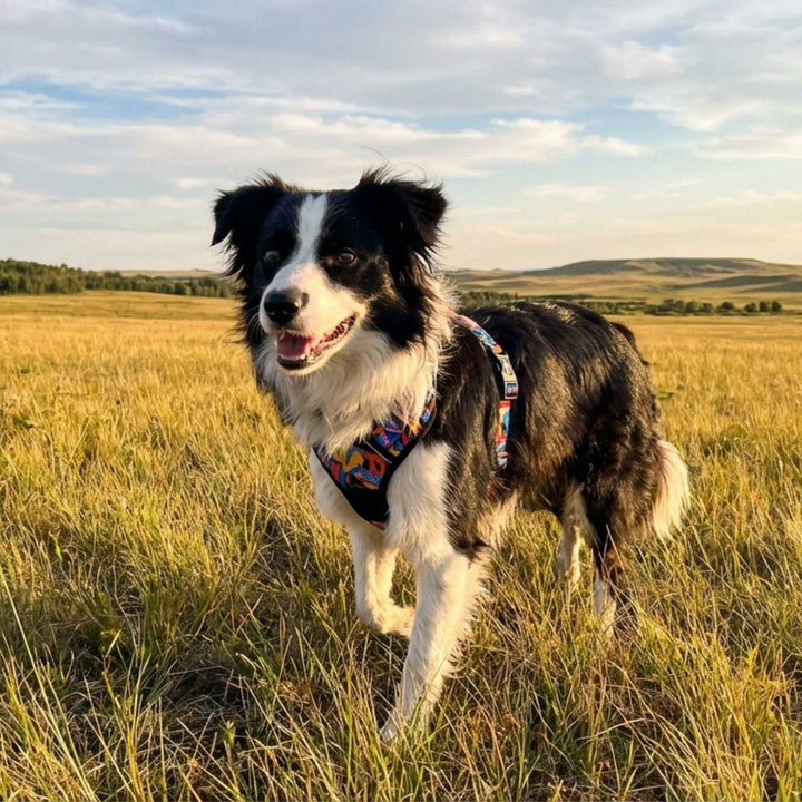 On aperçoit un Border Collie, portant un harnais aux couleurs mélangées bleu, rouge, orange, jaune et noir, explorant les vastes étendues verdoyantes de montagne