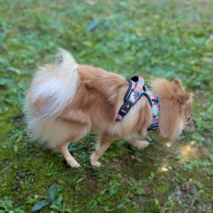 On peut voir un petit chien se promener dans l'herbe qui porte un harnais anti-traction Lagon