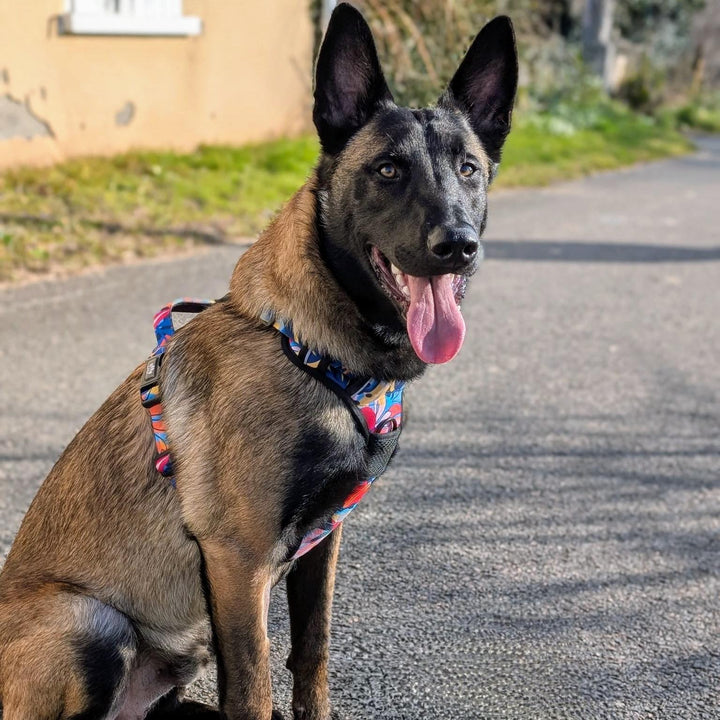 Superbe Malinois vu de profil portant le harnais pour chien Lagon mélanges de bleu, rouge, orange, jaune et noir.