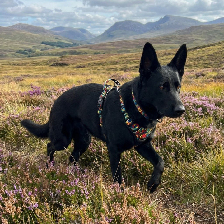 Un chien noir, équipé d’un collier et d’un harnais colorés aux tons vert, rouge, jaune et bleu, profite d’une promenade dans les pâturages de montagne.