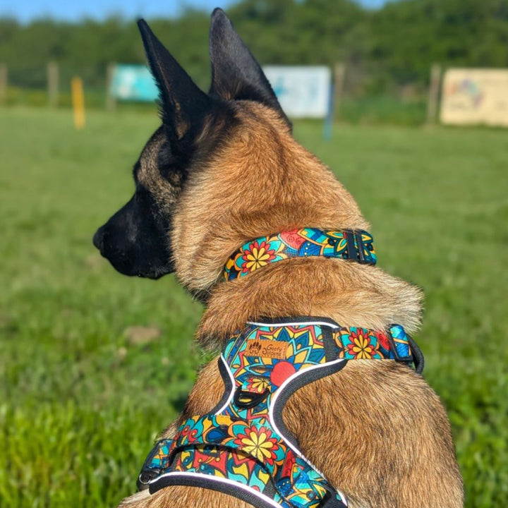 Chien de dos portant le harnais anti-traction et le collier de la gamme Mandala.