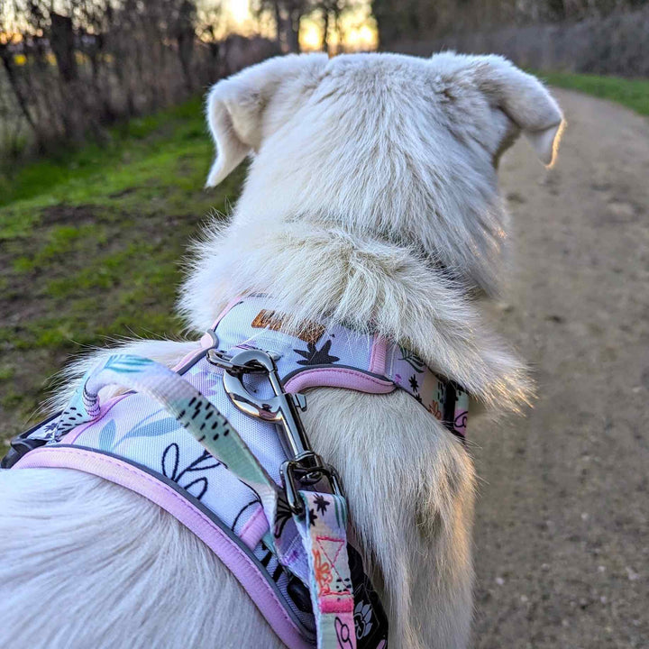 Chien blanc de dos portant un harnais anti-traction tendance. On distingue les motifs pastels et la poignet dorsale qui permet un bon maintient du chien.